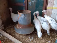 Turkeys — foto 1
