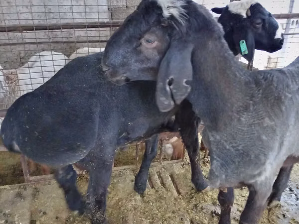 ஆண் ஆடு, Blackheaded Persian sheep