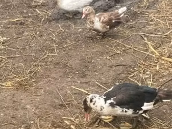 Ducks