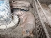 Boar, Pigs — photo 2