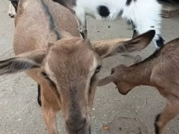 Billy Goat, Goats — Hungary