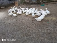 Geese — photo 3