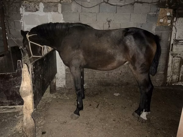 Horse (M), Orlov Trotter — Kazakhstan