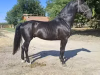 Horse (M), Nonius horse — photo 5