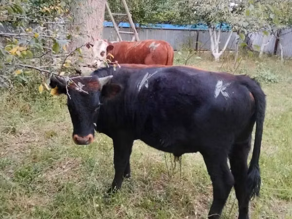 公牛, Cattle — 哈萨克斯坦