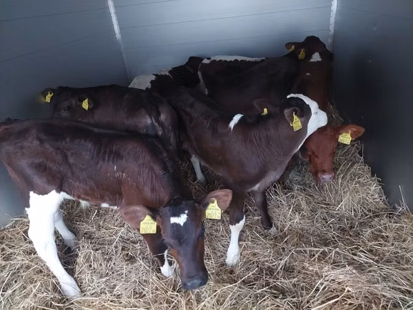Toro, Simmental cattle