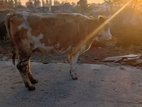Vacă, Simmental cattle — foto 2