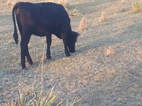 Cow, Cattle — Kazakhstan