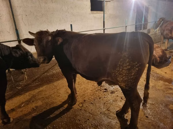 Bull, Cattle — Kyrgyzstan