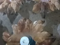 găini Shamo — foto 6