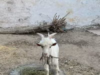Ged, Geder — foto 5