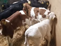 Sığır (parti, cinsiyet belirtilmedi), Simmental cattle — foto 6