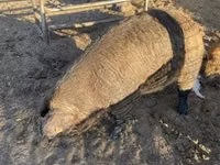 Sow — photo 2
