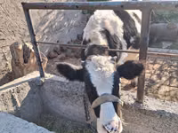 Toro, Bovini — foto 3