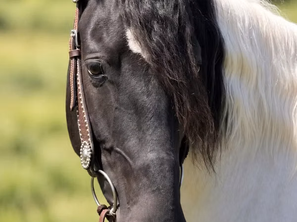 Mare, Pinto horses — United States
