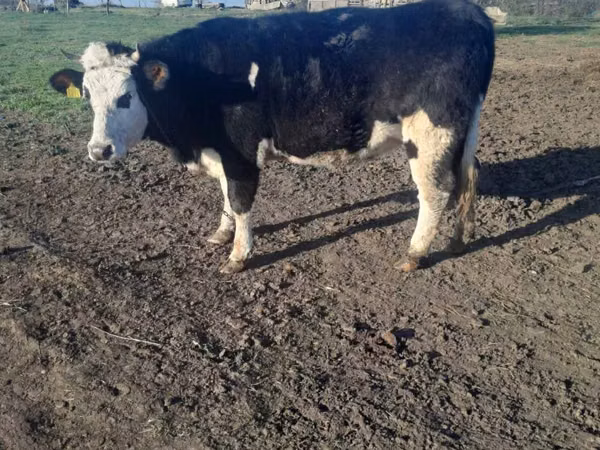 Cow, Simmental cattle — Moldova