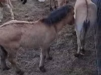 Horse (M), Horses — photo 7