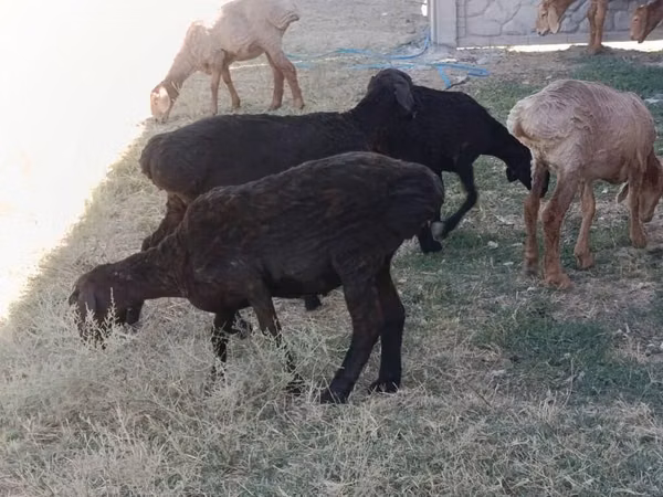 Sheep, Sheep — Kyrgyzstan