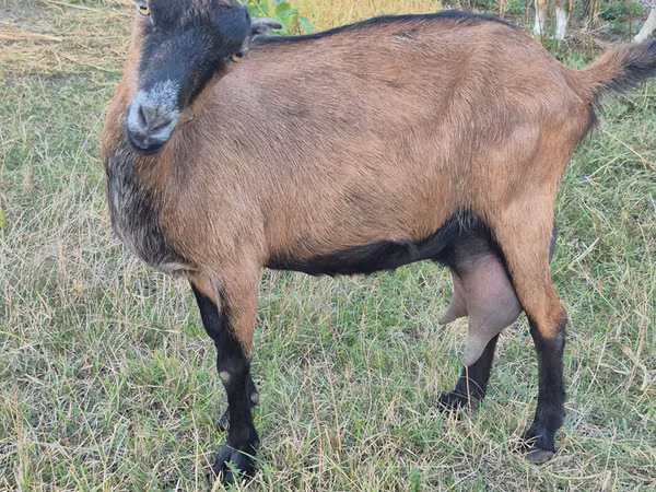 Goat, Goats — Moldova