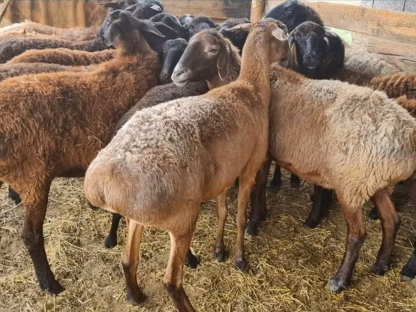 Sheep (batch, sex not specified), Sheep — Kazakhstan