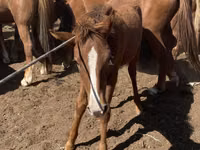 Hingst, Heste — foto 5