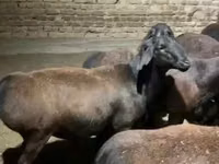 Sheep, Hissar sheep — photo 1
