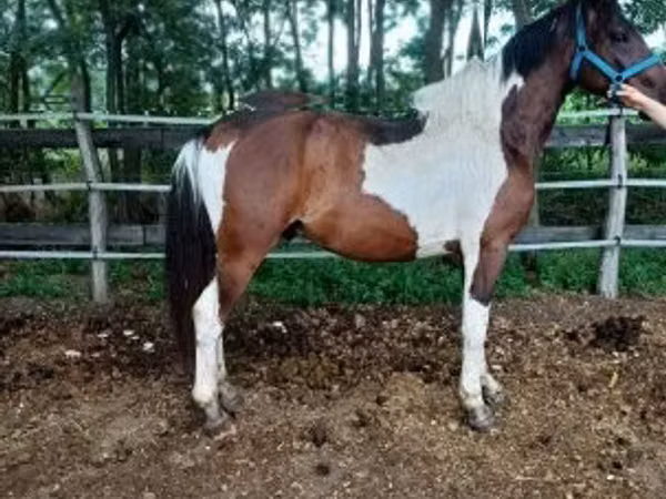 Horse (M), Friesian — Hungary