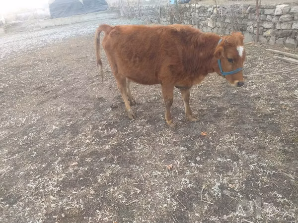Vacă, Bovine