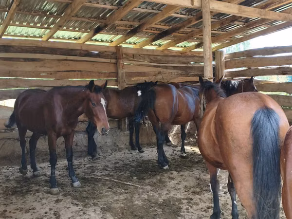 Mare, Horses — Kyrgyzstan