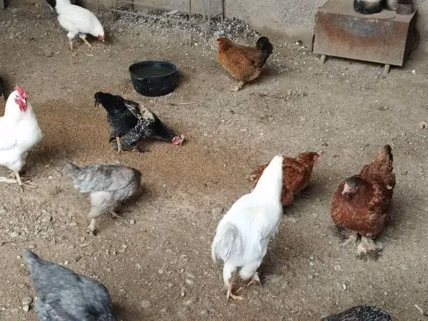Chickens