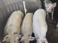 Prasnice, Prasata — foto 1