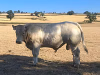 Toro, Raza de vaca — foto 5