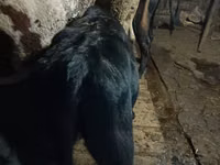 Toro, Bovini — foto 1