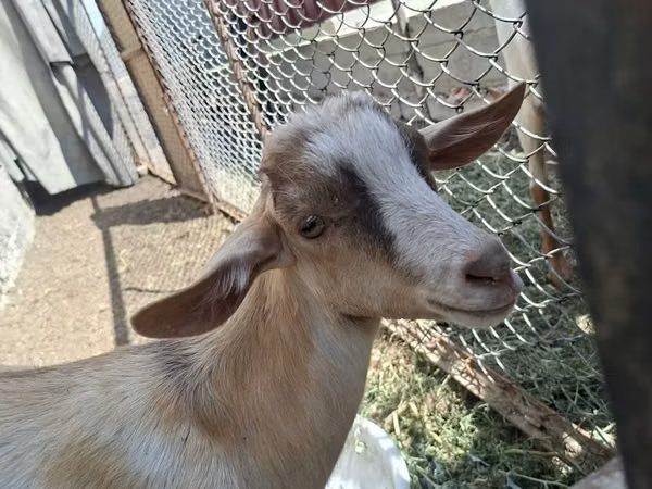 Buk, Alpine goat