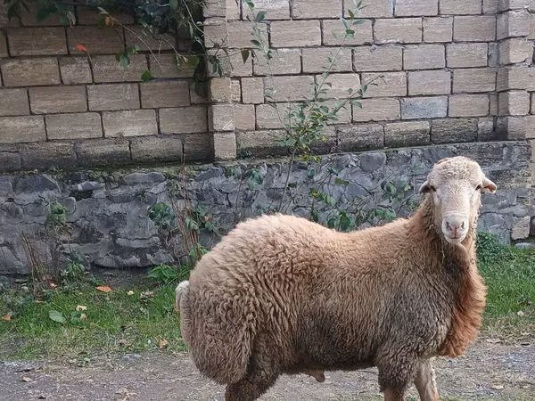 Ram, Sheep