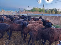 Sheep, Edilbay sheep — photo 3