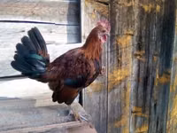 Ιαπωνικό Bantam — φωτογραφία 4