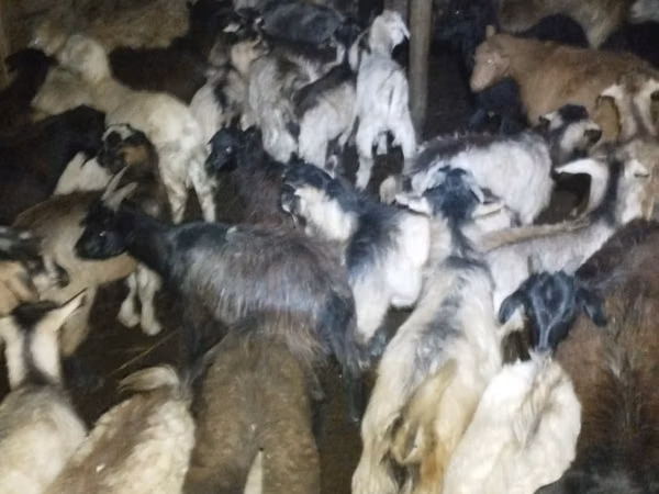 Goats (batch, sex not specified), Goats — Kazakhstan