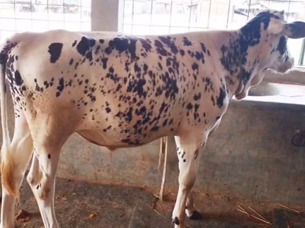 Bull, Cattle
