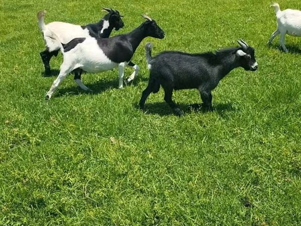 Бузғола, Бузҳо — Африкаи Ҷанубӣ