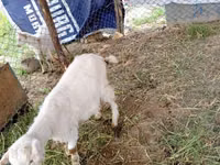 Goat, Goats — photo 2