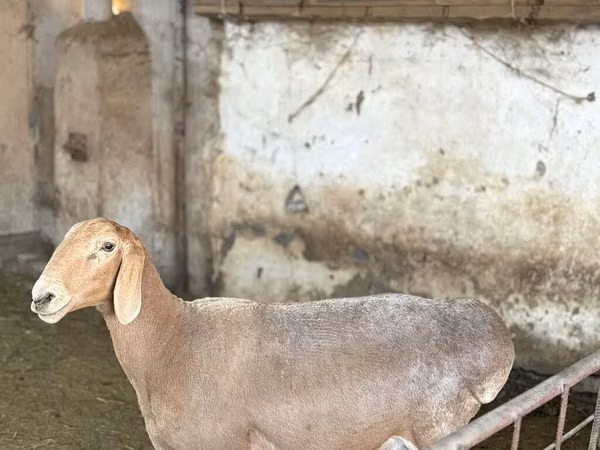 암양, Arashan sheep — 키르기스스탄