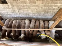Får, Rhon sheep — foto 1