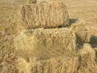 Hay Bales and Rhodes Grass — foto 2