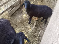 Ram, Sheep — photo 2
