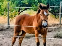Mare, Haflinger — photo 6