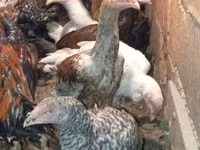 Chickens — foto 4