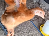 Chickens — foto 2