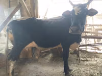 Vacă, Bovine — foto 6