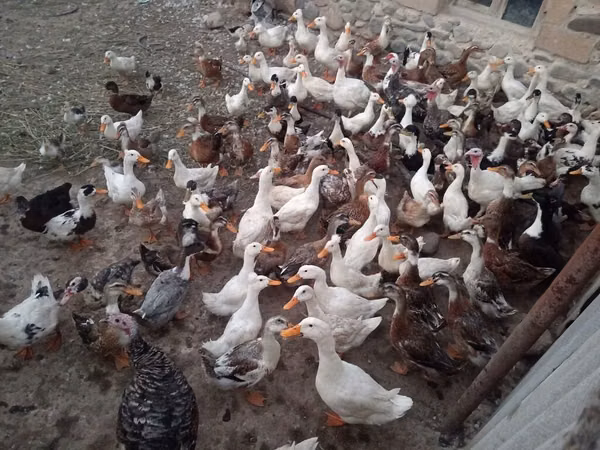 Ducks — Азербайджан